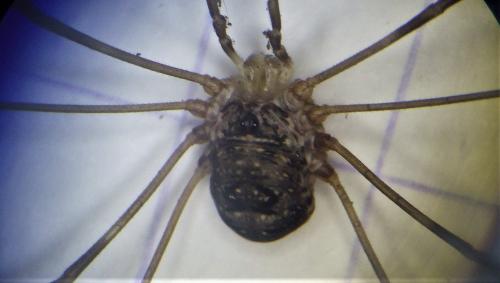 Amilenus aurantiacus